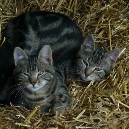 Hallmannshof * Sonsbeck