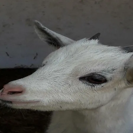 Appartement Hallmannshof *