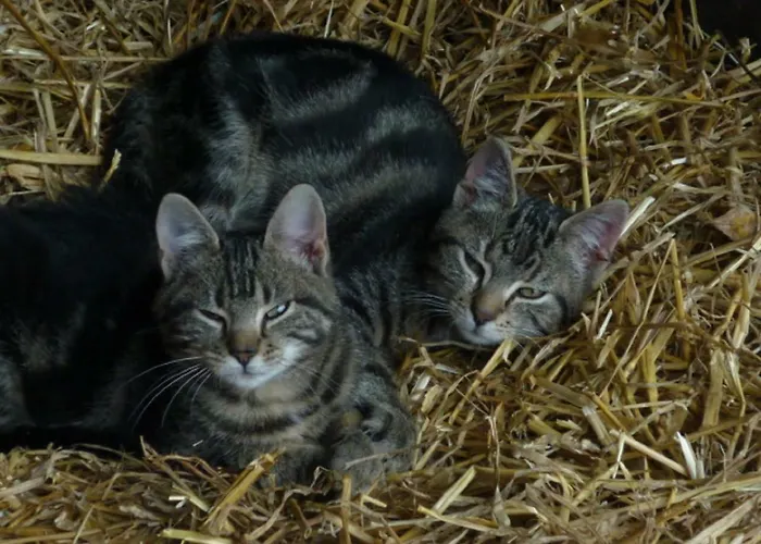 Hallmannshof * Sonsbeck