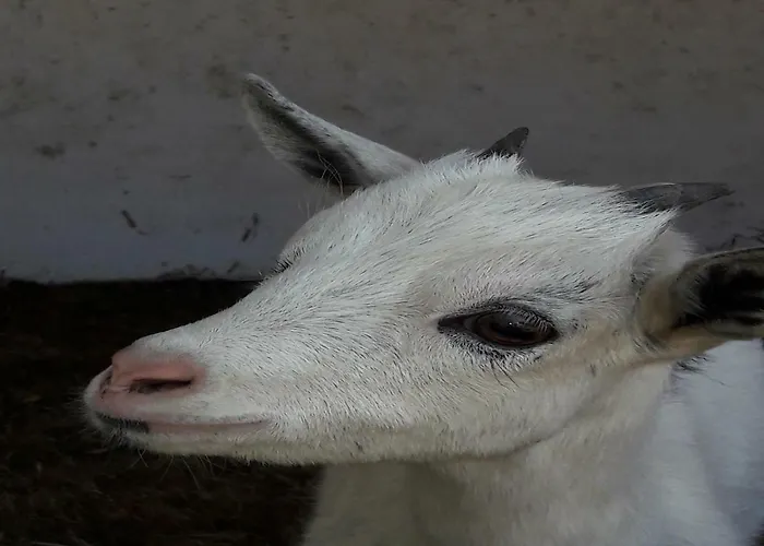 Appartement Hallmannshof *